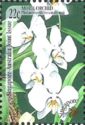 Moth Orchid (Phalaenopsis rosenstromii)