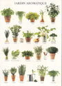 Aromatic Garden's plants