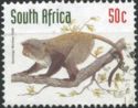 Sykes's Monkey (Cercopithecus albogularis)
