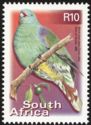 African Green-pigeon (Treron calvus)