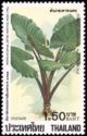 Alocasia indica