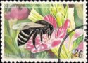Black Dwarf Honey Bee (Apis andreniformis)