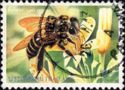 Asiatic Honey Bee (Apis cerana)