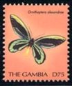 Queen Alexandra's Birdwing (Ornithioptera alexandrae)