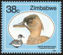 White-backed Duck (Thalassornis leuconotus)