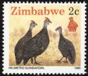 Helmeted Guineafowl (Numidia meleagris) 