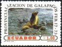 Galapagos Fur Seal (Arctocephalus galapagoensis)