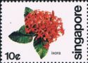 Ixora