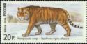 Siberian Tiger (Panthera tigris altaica)