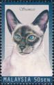 Siamese Cat (Felis silvestris catus)