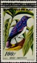 Violet-backed Starling (Cinnyricinclus leucogaster)overprint
