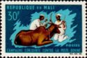 Vaccination of Cow (Bos primigenius taurus)