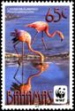 Caribbean Flamingo (Phoenicopterus ruber)