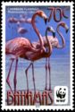 Caribbean Flamingo (Phoenicopterus ruber)