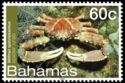 West Indian Spider Crab (Mithrax spinosissimus)