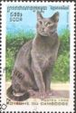 Russian Blue (Felis silvestris catus)