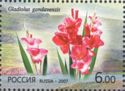 Gladiolus (Gladiolus gandavensis)