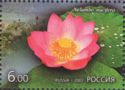 Lotus (Nelumbo nucifera)