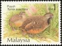 Barred Buttonquail (Turnix suscitator)