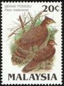 Malayan Peacock-pheasant (Polyplectron malacense)