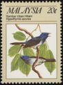 Black-naped Monarch (Hypothymis azurea)