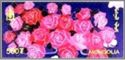 Roses from Gobi Dream