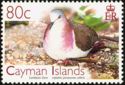 Caribbean Dove (Leptotila jamaicensis collaris)