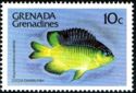 Cocoa Damselfish (Eupomacentrus variabilis)