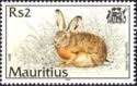 Indian Hare (Lepus nigricollis)