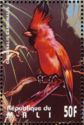 Northern Cardinal (Cardinalis cardinalis)