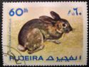European Rabbit (Oryctolagus cuniculus)