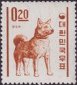 Jindo Dog (Canis lupus familiaris)