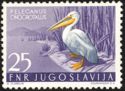 Great White Pelican (Pelecanus onocrotalus)