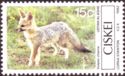 Cape Fox (Vulpes chama)