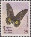 Sri Lankan Birdwing (Troides helena darsius)