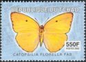 African Migrant (Catopsilia florella)