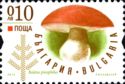 Boletus pinophilus