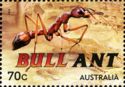 Bull Ant (Mymecia sp.)