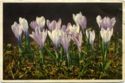 Crocus albihorus - Spring Crocus