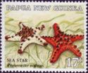 Chocolate Chip Sea Star (Protoreaster nodosus)