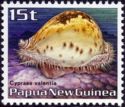 Prince Cowry (Cypraea valentia)