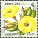 Poopoo Flower (Allamanda cathartica)