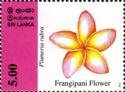 Frangipani Flower (Plumeria rubra)