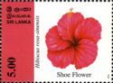 Shoe Flower (Hibiscus rosa-sinensis)