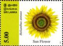 Sun Flower (Helianthus annuus)