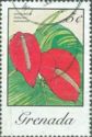 Anthurium Andraeanum
