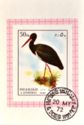 Black Stork (Ciconia nigra)