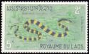 Banded Krait (Bungarus fasciatus)
