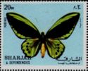 Common Green Birdwing (Ornithoptera priamus)