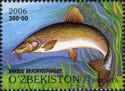 Aral Barbel (Barbus brachycephalus)